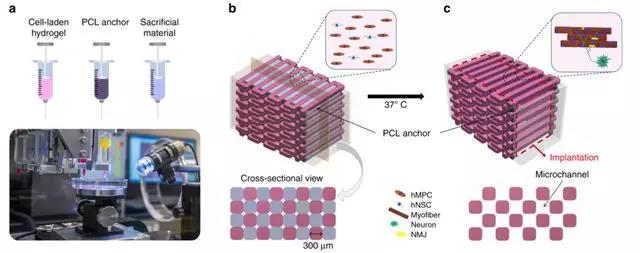 研究人员对大鼠的神经细胞整合骨骼肌结构进行生物3D打印