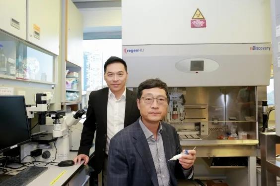 港大医学团队获国家资助 研发3D打印人体器官组织