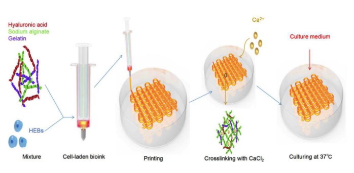 《生物设计与制造》：生物3D打印用于脑微环境模拟的基于透明质酸的细胞负载支架