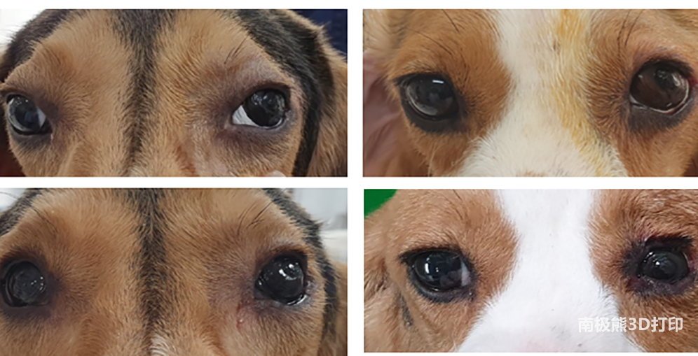 韩国研究人员为狗狗定制3D打印的假眼，看起来与真眼没什么区别