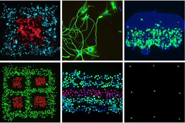 FLUICELL与瑞典研究人员合作将神经细胞生物3D打印成复杂图案
