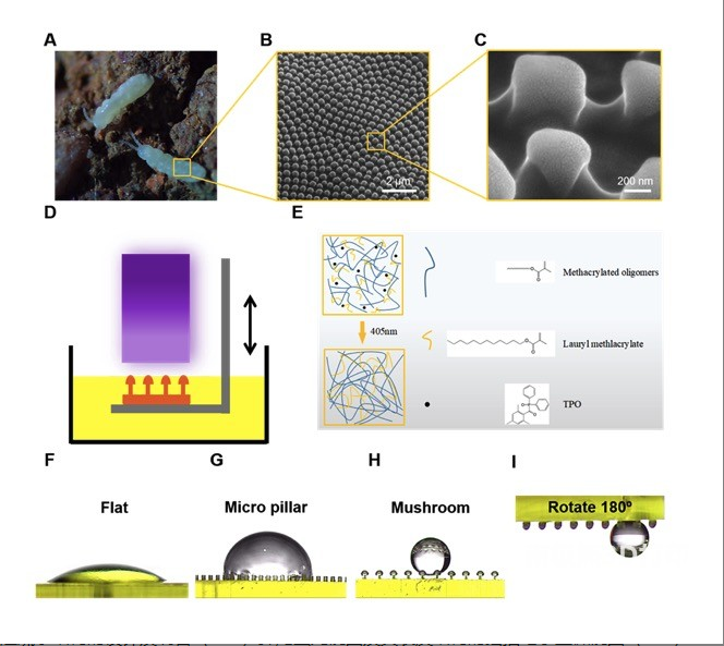 3D打印制备仿生超疏水微结构用于微液滴操纵