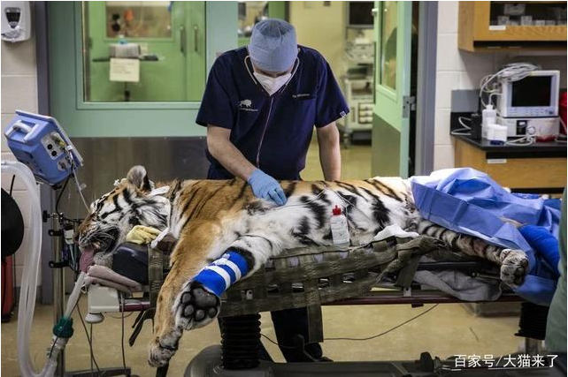 10岁老虎长期被关节炎折磨，兽医为其手术换上3D打印关节