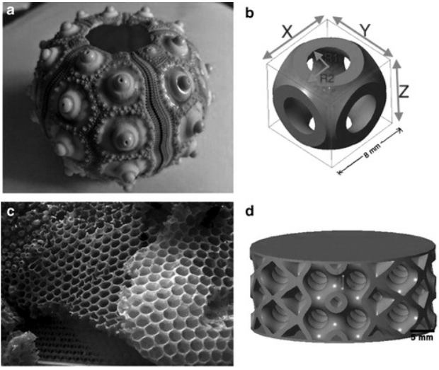 研究人员通过海胆启发开发3D打印无支撑格子