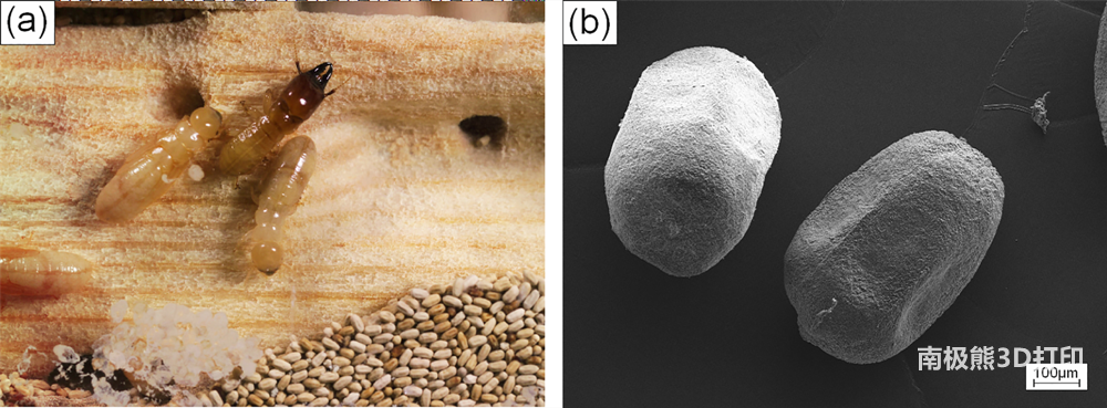 科学家将白蚁的粪便回收成循环经济3D打印材料