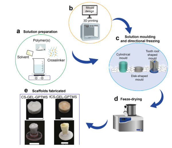 研究人员通过3D打印更加接近再生牙科