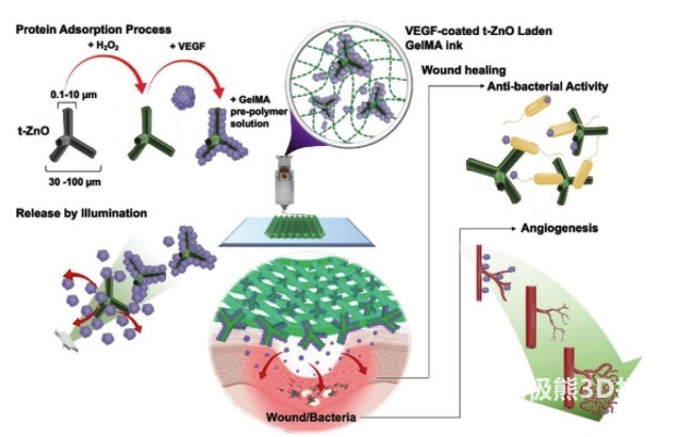 AFM：可光控释放生长因子的3D打印GelMA抗菌水凝胶支架