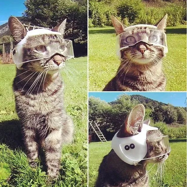 狸花猫喜欢旅行，铲屎用3D打印给猫做了头盔