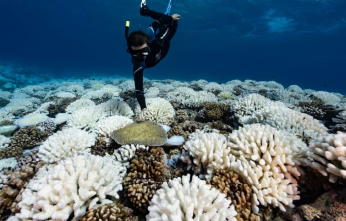瓷砖上长出的珊瑚礁，看3D打印如何帮助拯救香港的珊瑚礁