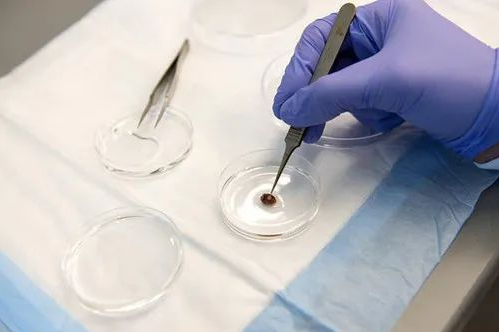 研究人员使用干细胞3D打印心脏，新的技术已经远超普通人的理解