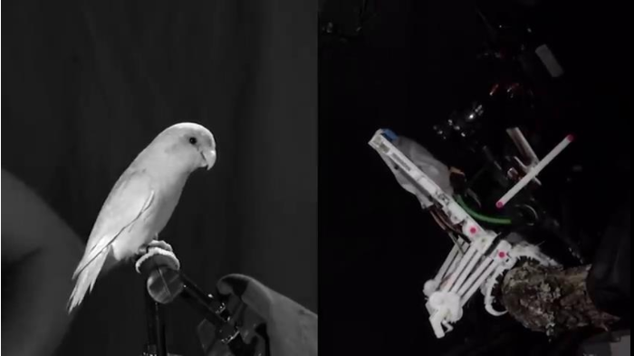 斯坦福大学工程师3D打印鸟类机器人